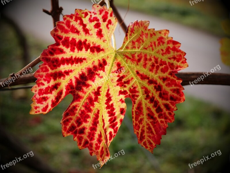 Vine Leaf Autumn Yellow Red