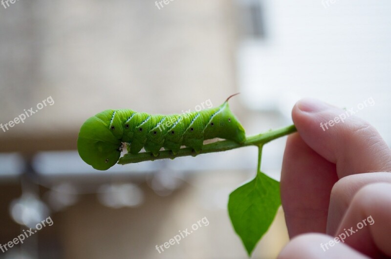 Caterpillar Green Insect Pest Bug