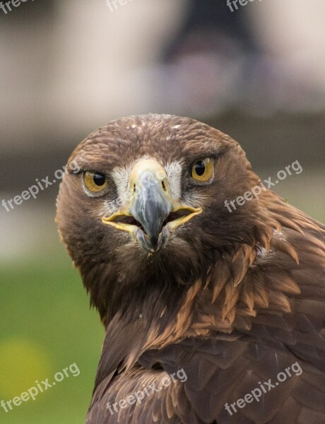 Eagle Ave Animal Bird Peak