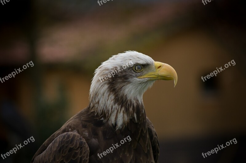 Eagle Ave Animal Bird Peak