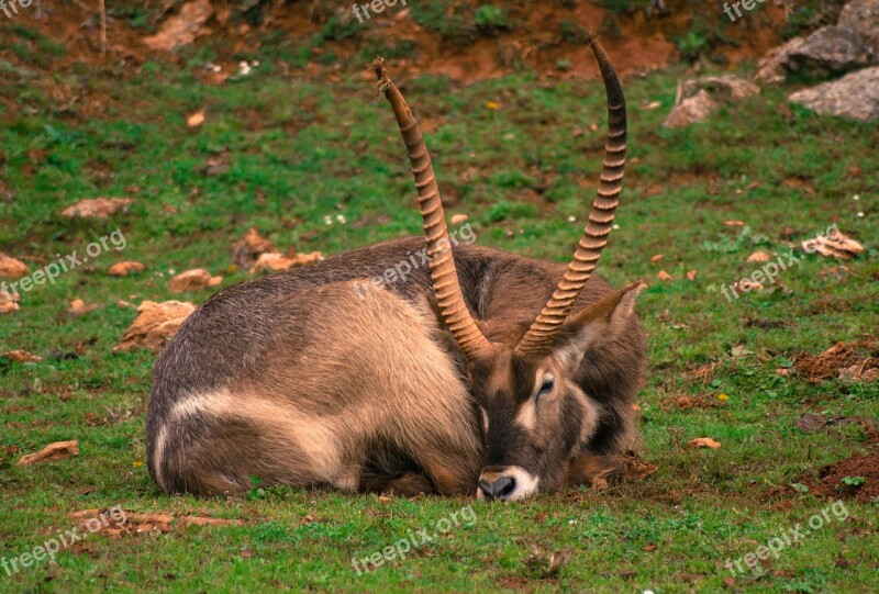 Goat Animal Horns Nature Mount