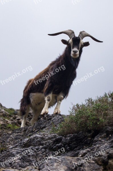 Goat Horns Asturias Animal Mountain