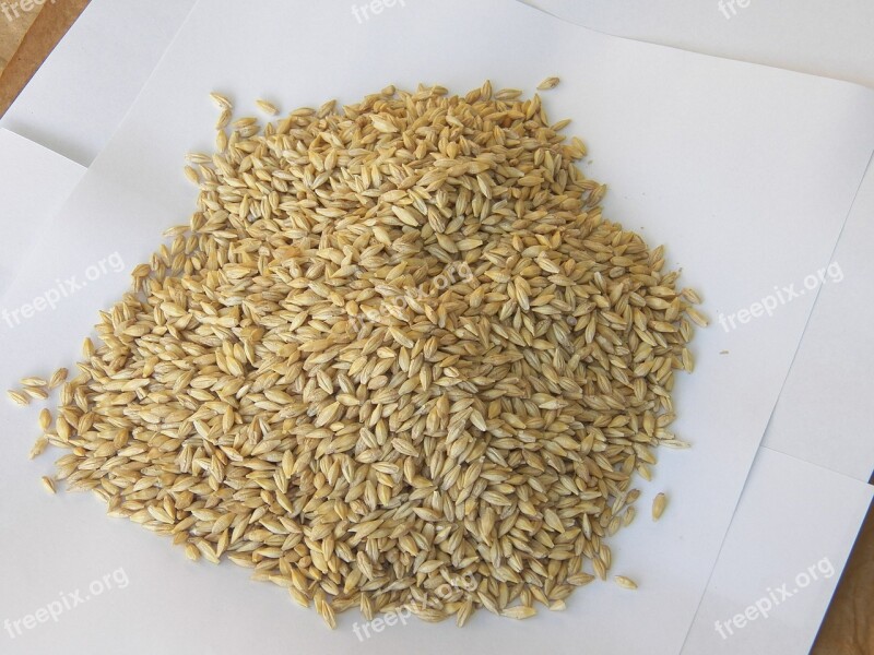 Barley Seeds Health Grain Wheat Agriculture