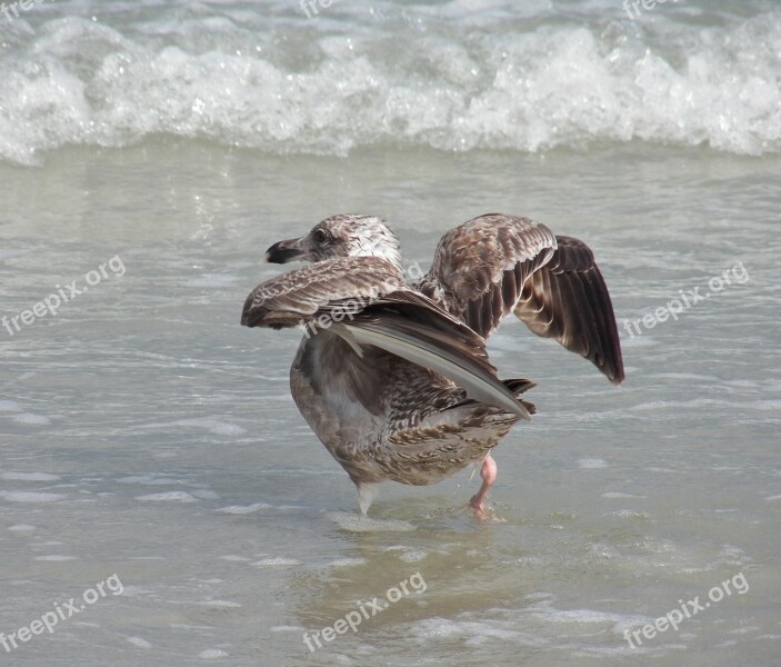 Bird Beach Bird Aquatic Birds Wildlife Shore