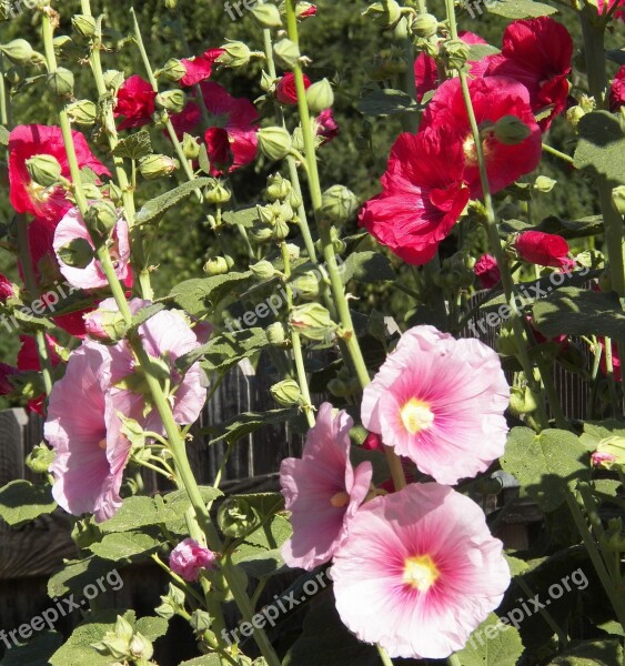 Flowers Hibiscus Rose Of Sharon Nature Floral