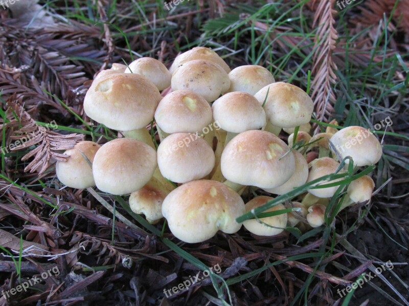 Mushroom Collybia Fungi Fungus Forest