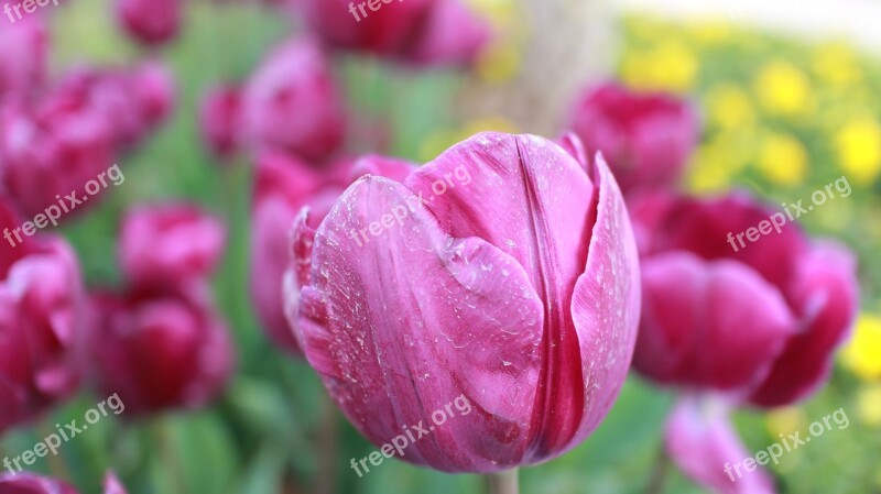 Tulip Flower Pink Romance Romantic