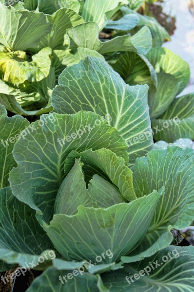 Cabbage Garden Green Food Fresh