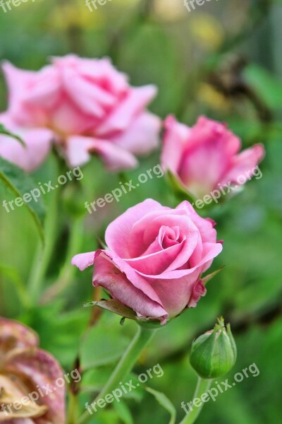 Roses Pink Flower Nature Floral