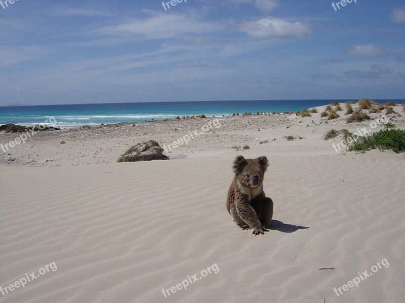 Koala Beach Alone Animal Bear