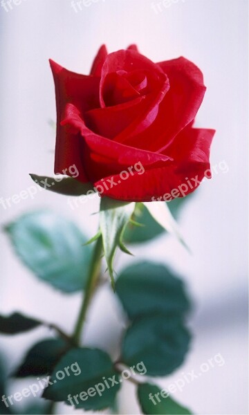 Rose Red Thorns Love Romance