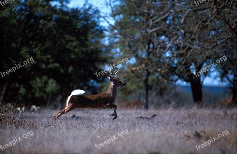 White Tailed Deer Wild Running Brown Mammal