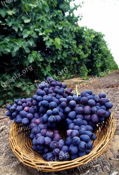 Grapes Autumn Royal Seedless Fruit Vineyard