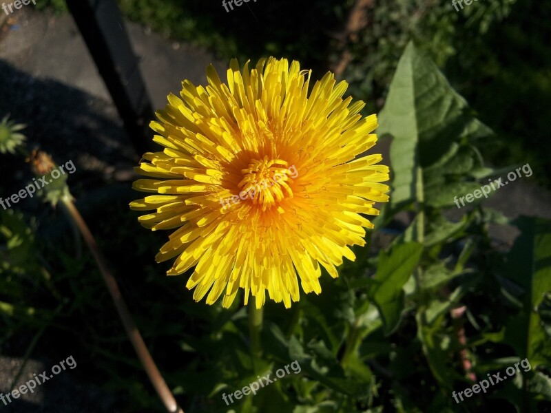 Dandelion Yellow Spring Close Up Macro