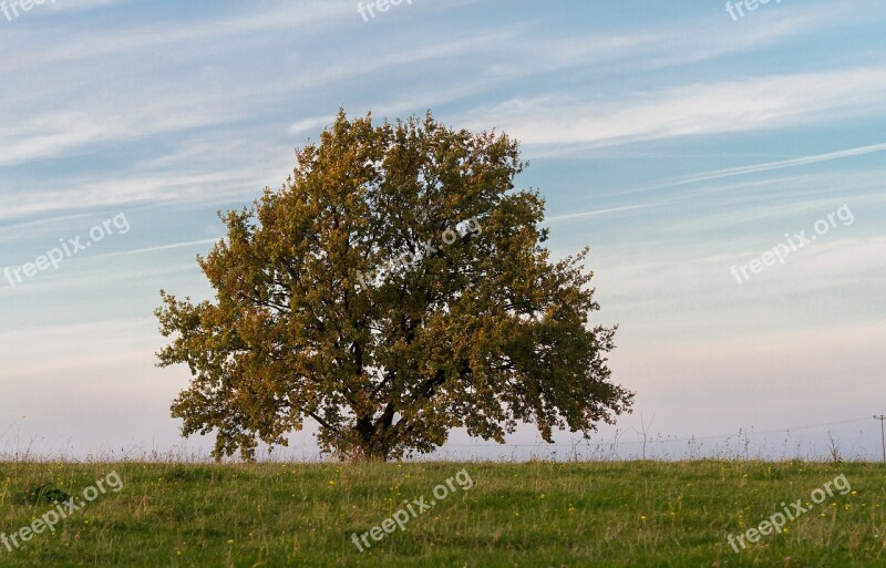 Tree Nature Rest Harmony Autumn