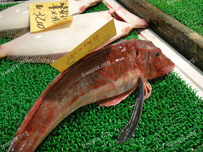 Fish Market Japan Tokyo Tsukiji