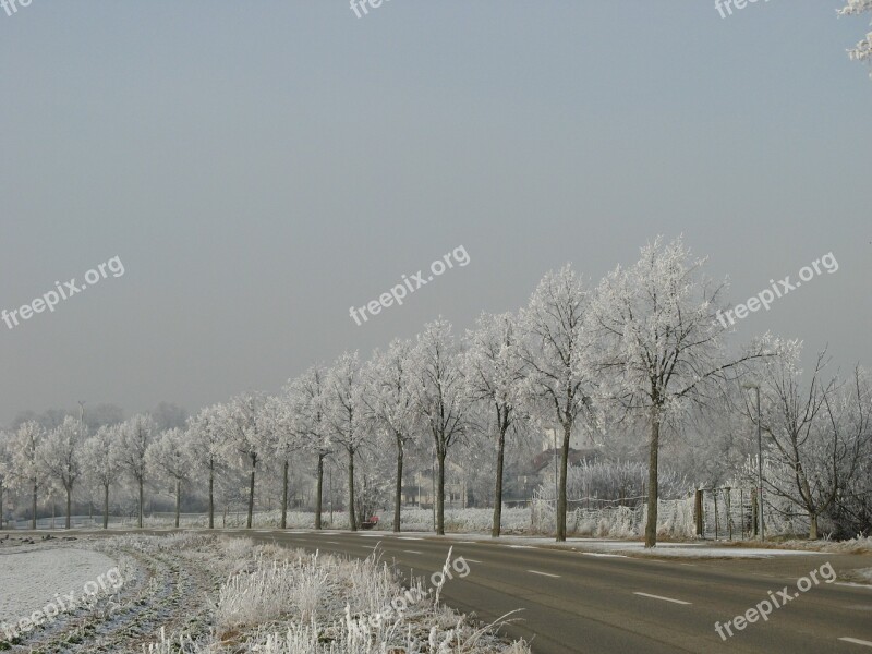 Wintry Hoarfrost Trees Denzlingen Free Photos