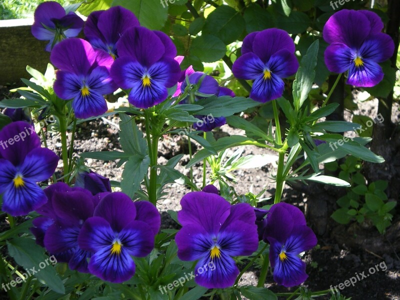 Flowers Nature Purple Flowers Beauty Dacha