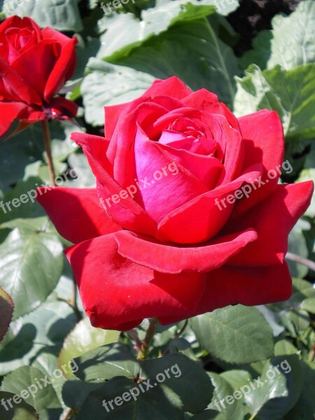 Rose Scarlet Rose Flower Queen Of Flowers Gardening