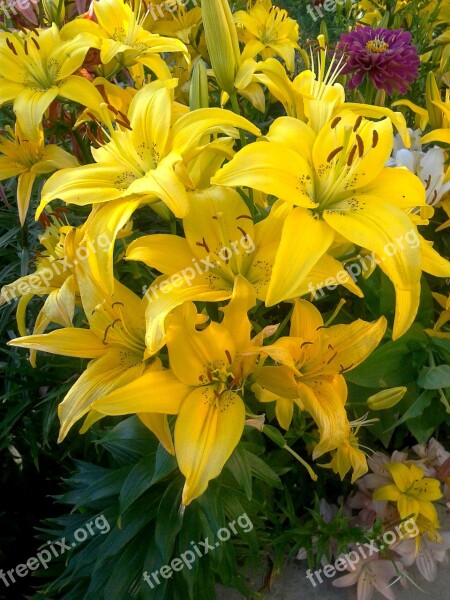 Lily Nature Flowers Bloom Yellow Lilies