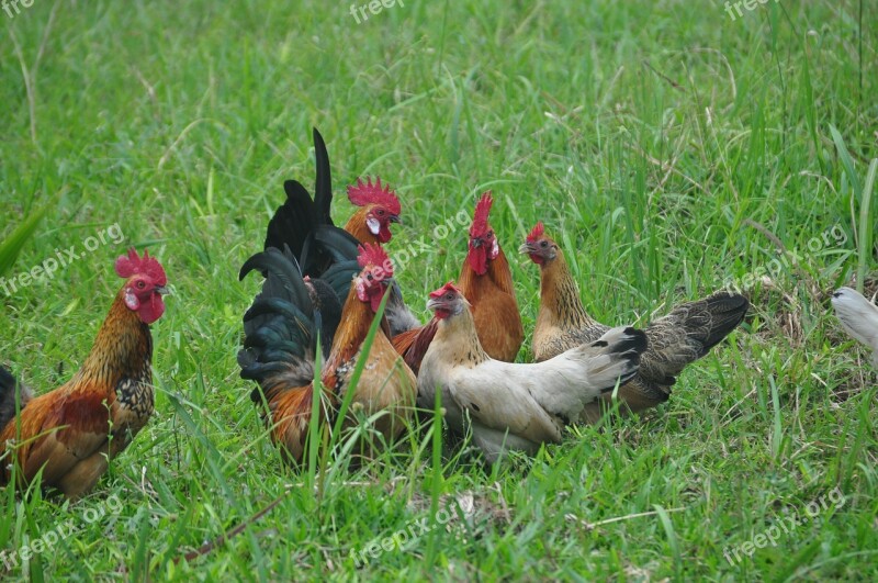 Chickens Nature Birds Poultry Village