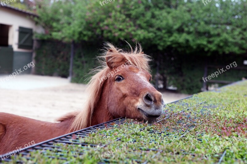 Animal Horse Young Animal Horse Head Outlook