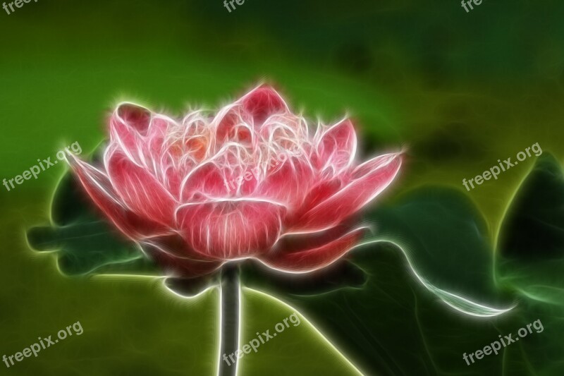 Lotus Painting Line Free Photos