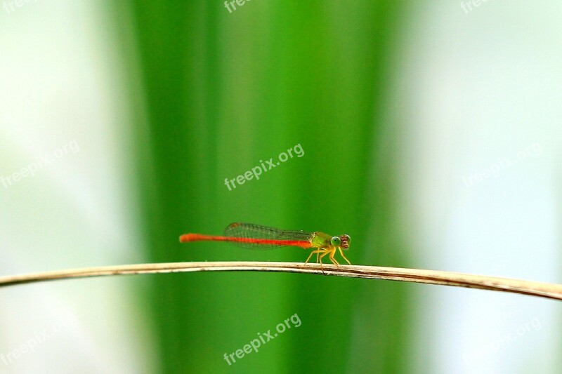 Dragonfly The Wild Macro Free Photos