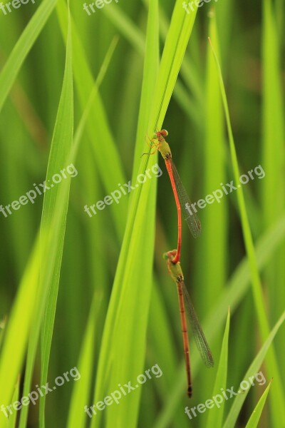 Dragonfly Reproduction Mating Free Photos