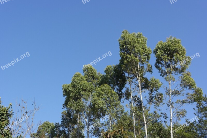 Blue Sky Trees Upright Free Photos