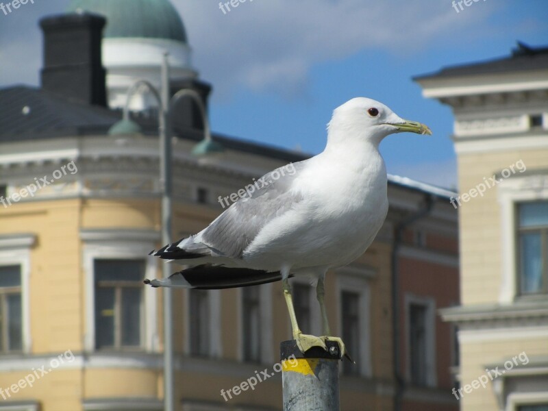 Seagull Bird Port Seevogel Water Bird