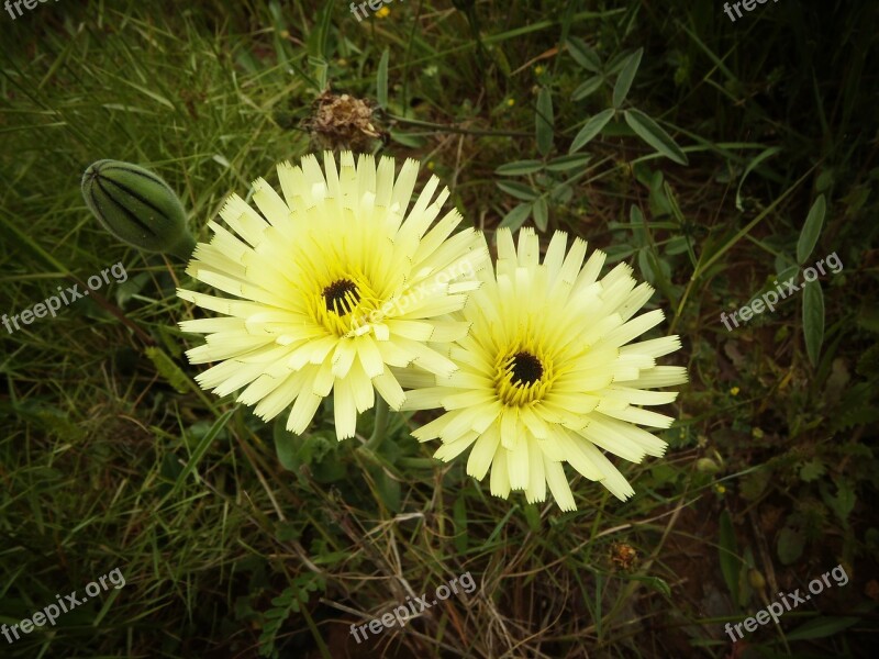 Wild Flowers Yellow Nature Flowers Flowering