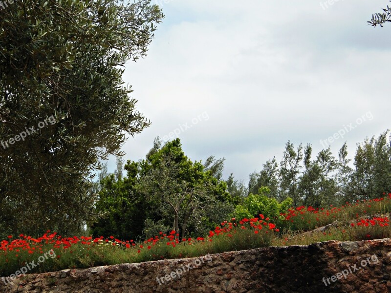 Field Of Poppies Landscape Field Beauty Nature