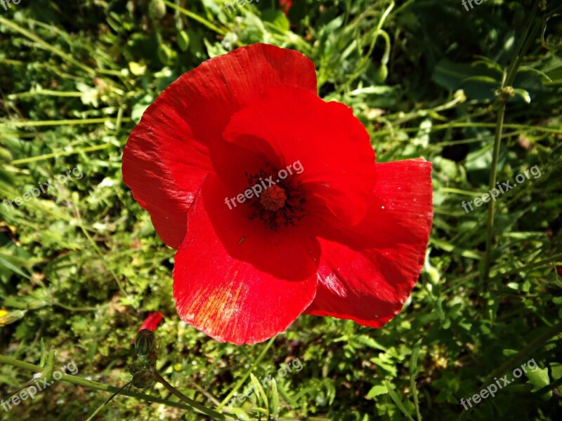 Poppy Field Red Poppy Flower Nature