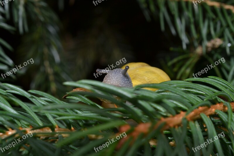 Snail Animal Nature Shell Garden