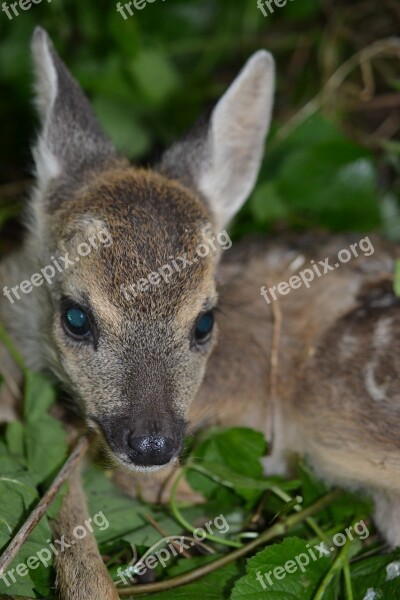 Roe Deer Bambi Nature Young Forest