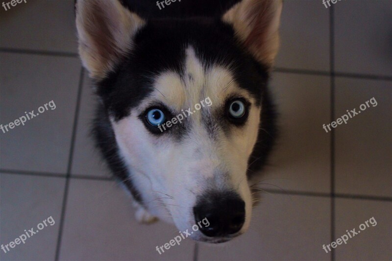 Husky Siberian Cute Animal Dog