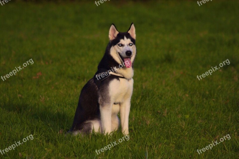 Husky Sitting Pet Animal Dog