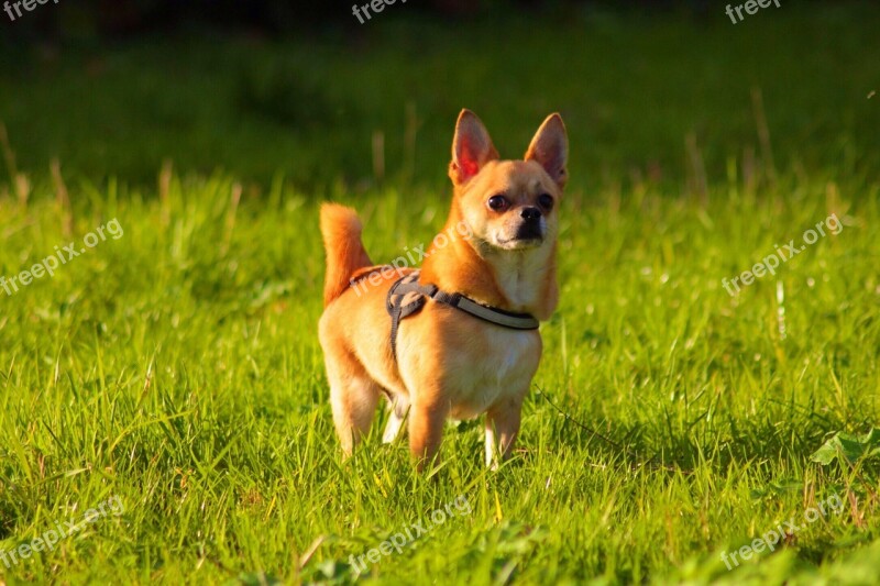 Chihuahua Dog Outside Pet Grass