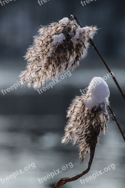 Reed Grass Winter Frost Cold