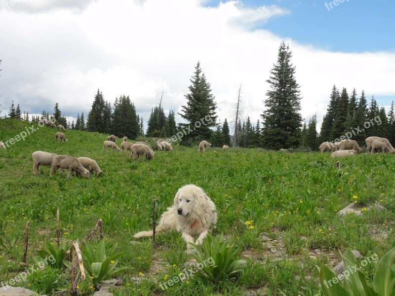 Dog Sheep Nature Outdoor Animal