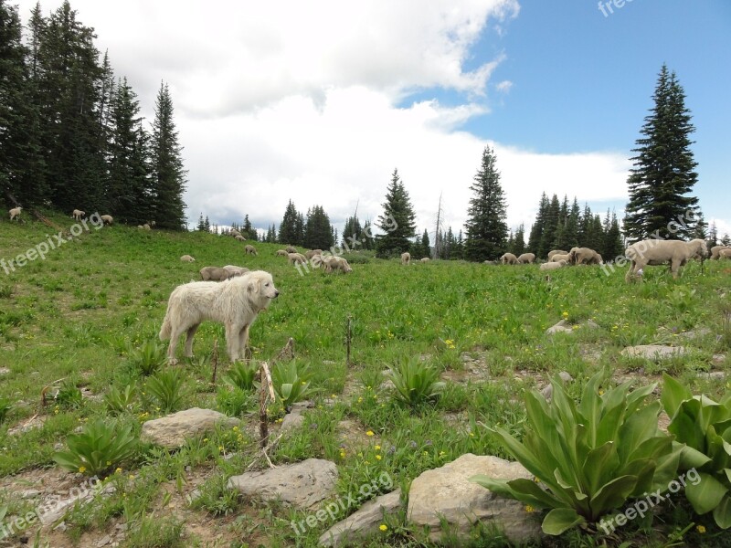 Sheep Dog Nature Outdoor Animal