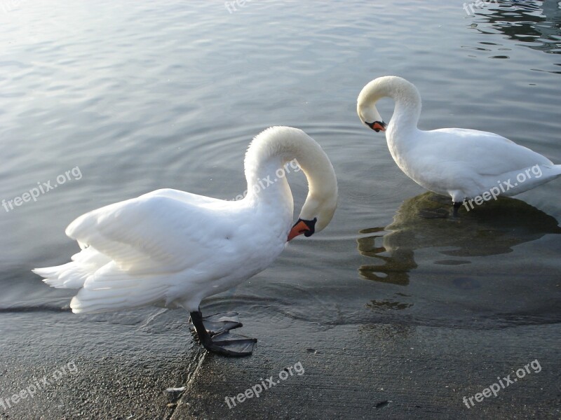 Swans Lake Water Bird Majestic