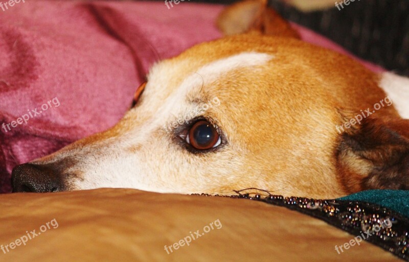 Jack Russel Head Animal Portrait Pillow Close Up