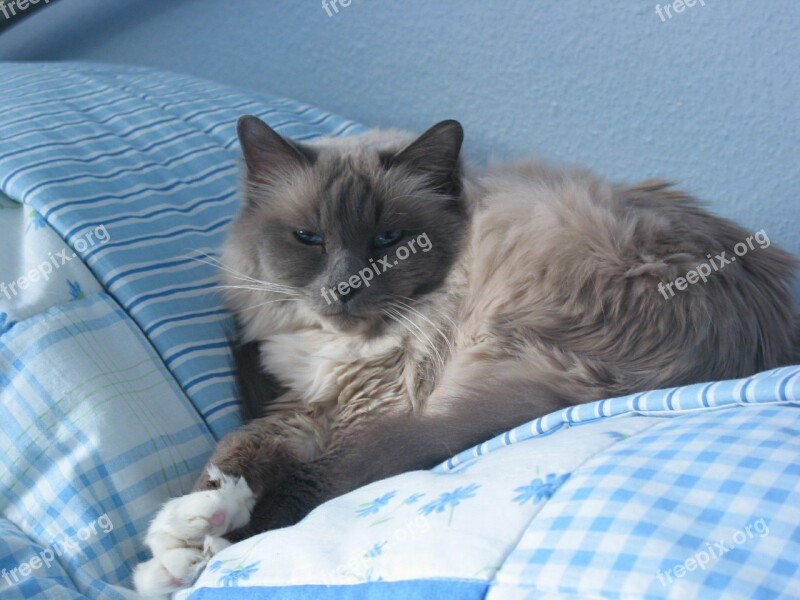 Cat Sacred Birman Breed Cat Free Photos