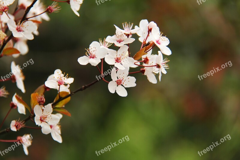 Cherry Blossom Cherry Tree Travel Beautiful Blossoms