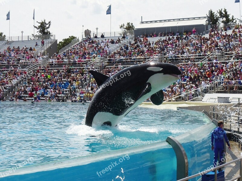 Orca Whale Show Seaworld Aquarium