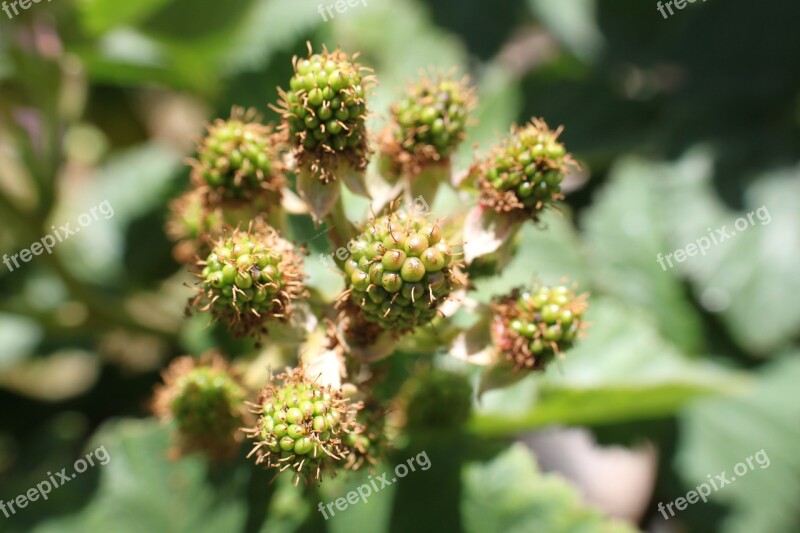 Raspberries Unripe Berries Fruit Green