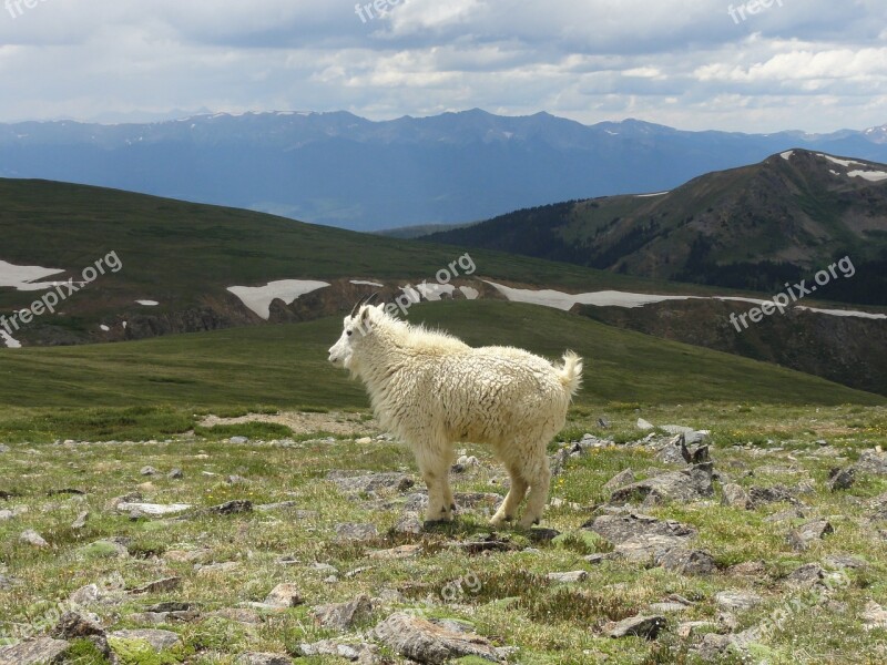 Sheep Goat Kid Mountain Outdoor