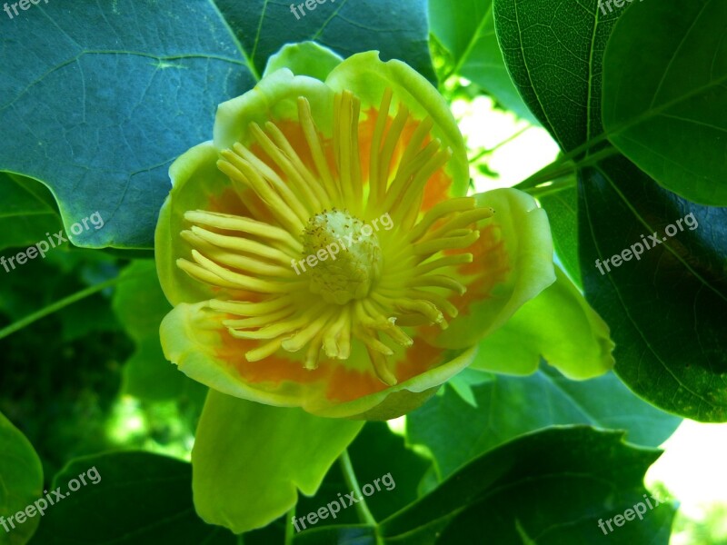 Tulip Tree Blossom Bloom Tree Magnoliengewaechs